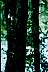 Tree.jpg