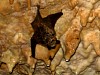 Secret_cave_167_Bat_Wing_Stretch.jpg